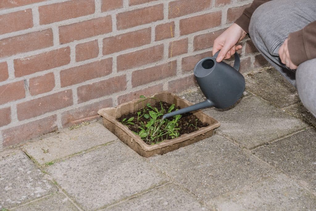 Een bloementegel van 30x30 centimer met daarin plantjes en bloemen krijgt water uit een gieter.